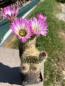 Preview: Echinocereus websterianus